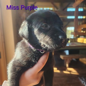 Miss Purple